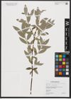 Foto von Salix caprea L. x Salix phylicifolia L.